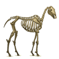 cavalo de tração esqueleto