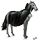 cavalo de passeio vampiro