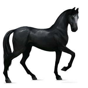 cavalo de passeio appaloosa preto