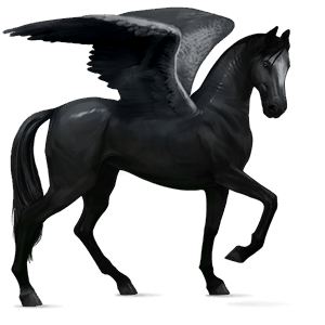 pégaso de passeio akhal-teke preto