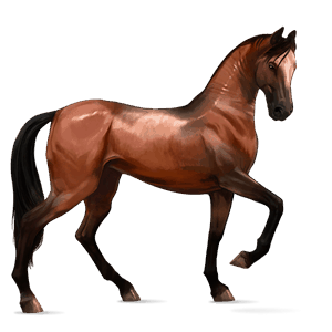 cavalo de passeio akhal-teke castanho sangue