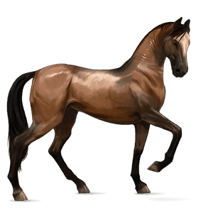 cavalo de passeio quarto de milha castanho sangue