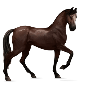 cavalo de passeio akhal-teke castanho escuro