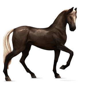 cavalo de passeio crioulo argentino manto com pintas pretas