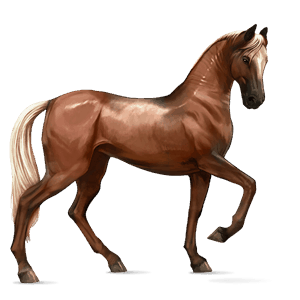 cavalo de passeio trotador francês alazão