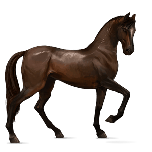 cavalo de passeio lusitano tordilho ruço