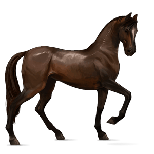 cavalo de passeio cavalo Árabe castanho escuro