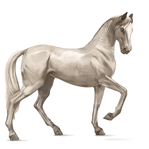 cavalo de passeio crioulo argentino castanho escuro