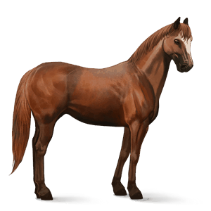 cavalo de passeio quarto de milha alazão