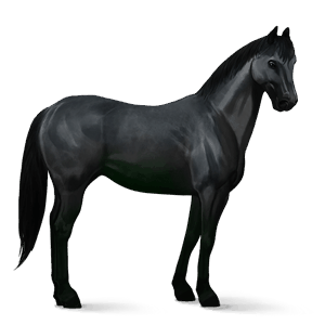 cavalo de passeio quarto de milha preto