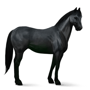 cavalo de passeio preto