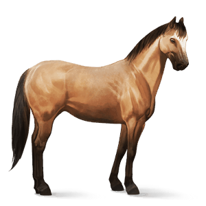 cavalo de passeio gypsy vanner tobiano castanho escuro