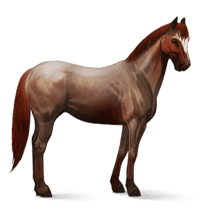 cavalo de passeio quarto de milha preto