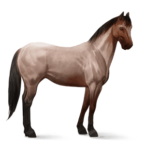 cavalo de passeio rosilho castanho