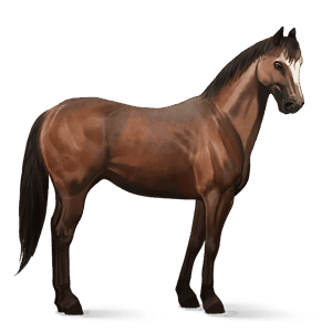 cavalo de passeio quarto de milha castanho