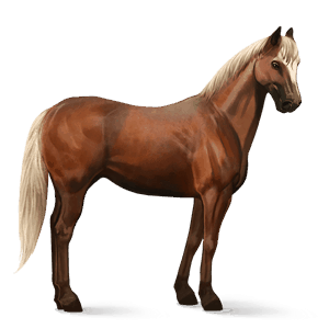 cavalo de passeio quarto de milha castanho