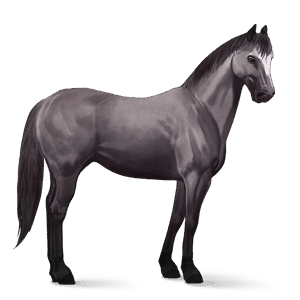 cavalo de passeio andaluz tordilho negro