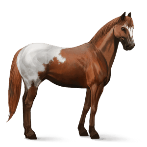 cavalo de passeio quarto de milha alazão