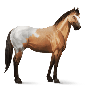 cavalo de passeio quarto de milha alazão ruano