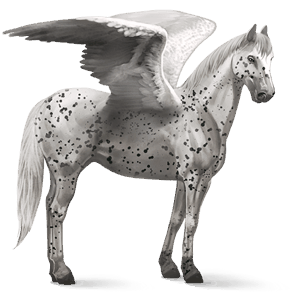 pégaso de passeio paint horse overo castanho sangue