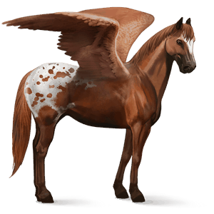 pégaso de passeio appaloosa manto com pintas alazão