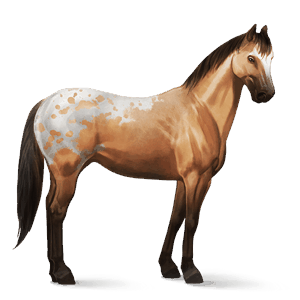 cavalo de passeio quarto de milha alazão tostado