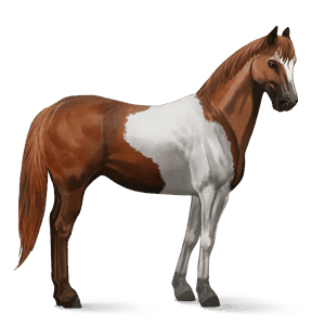 cavalo de passeio paint horse overo alazão