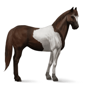 cavalo de passeio quarto de milha baio de cabos negros