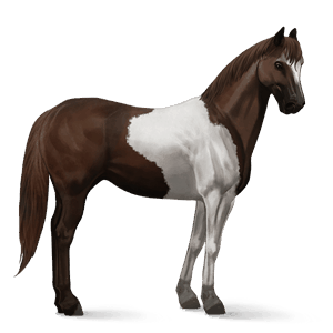 cavalo de passeio paint horse alazão tostado toveiro