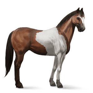 cavalo de passeio trotador francês castanho
