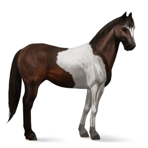 cavalo de passeio paint horse tobiano castanho escuro