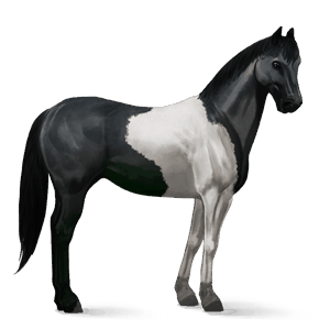 cavalo de passeio paint horse tobiano preto