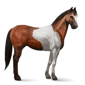 cavalo de passeio paint horse tobiano castanho sangue