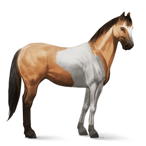 cavalo de passeio paint horse tobiano baio