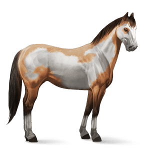 cavalo de passeio quarto de milha palomino
