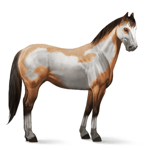 cavalo de passeio paint horse overo baio