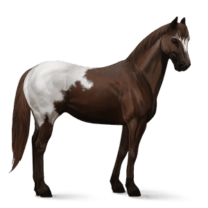 cavalo de passeio andaluz preto