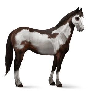 cavalo de passeio quarto de milha castanho