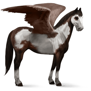 pégaso de passeio paint horse overo castanho escuro
