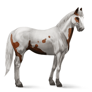 cavalo de passeio paint horse alazão toveiro