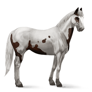 cavalo de passeio paint horse castanho escuro toveiro