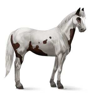 cavalo de passeio paint horse overo castanho