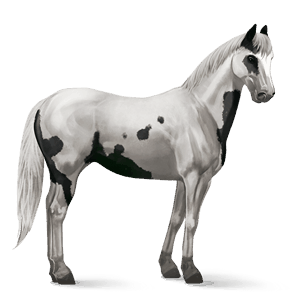cavalo de passeio quarto de milha alazão