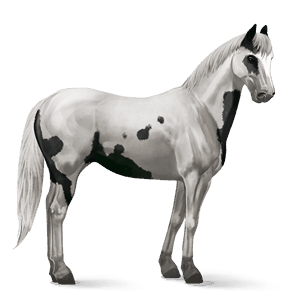 cavalo de passeio paint horse preto toveiro