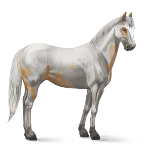 cavalo de passeio quarto de milha castanho escuro