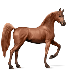 cavalo de passeio cavalo Árabe alazão