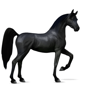 cavalo de passeio cavalo Árabe preto