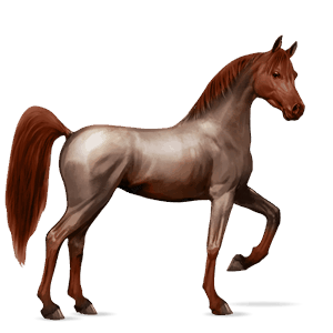 cavalo de passeio quarto de milha tordilho ruço