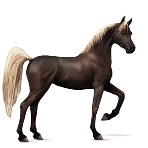 cavalo de passeio castanho escuro