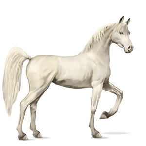 cavalo de passeio nokota rosilho castanho